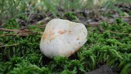 Слика од Lactarius salmoneus Peck 1898