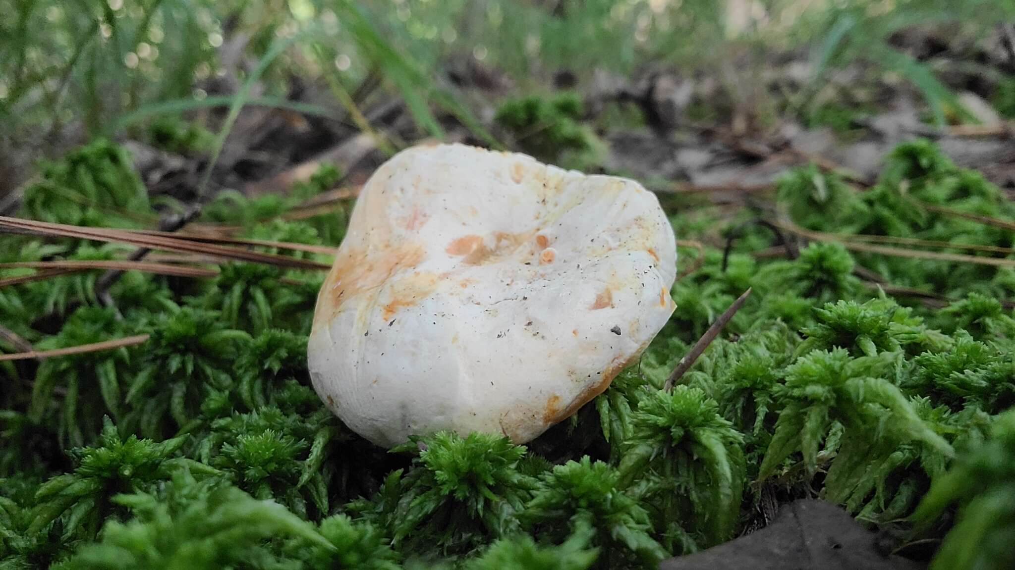 Image of Lactarius salmoneus Peck 1898