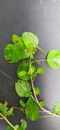 Sivun Euphorbia delicatula Boiss. kuva