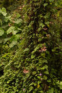 Image of Begonia meyeri-johannis Engl.