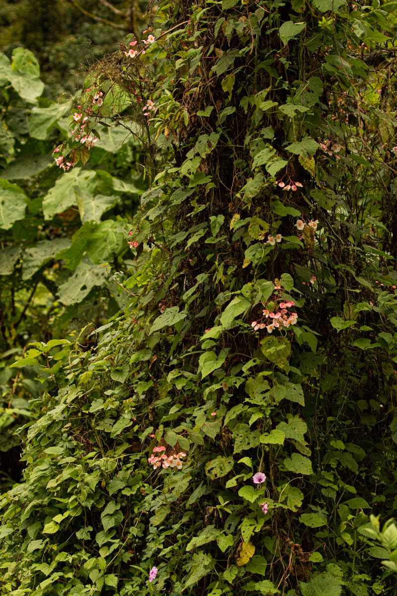 Image of Begonia meyeri-johannis Engl.