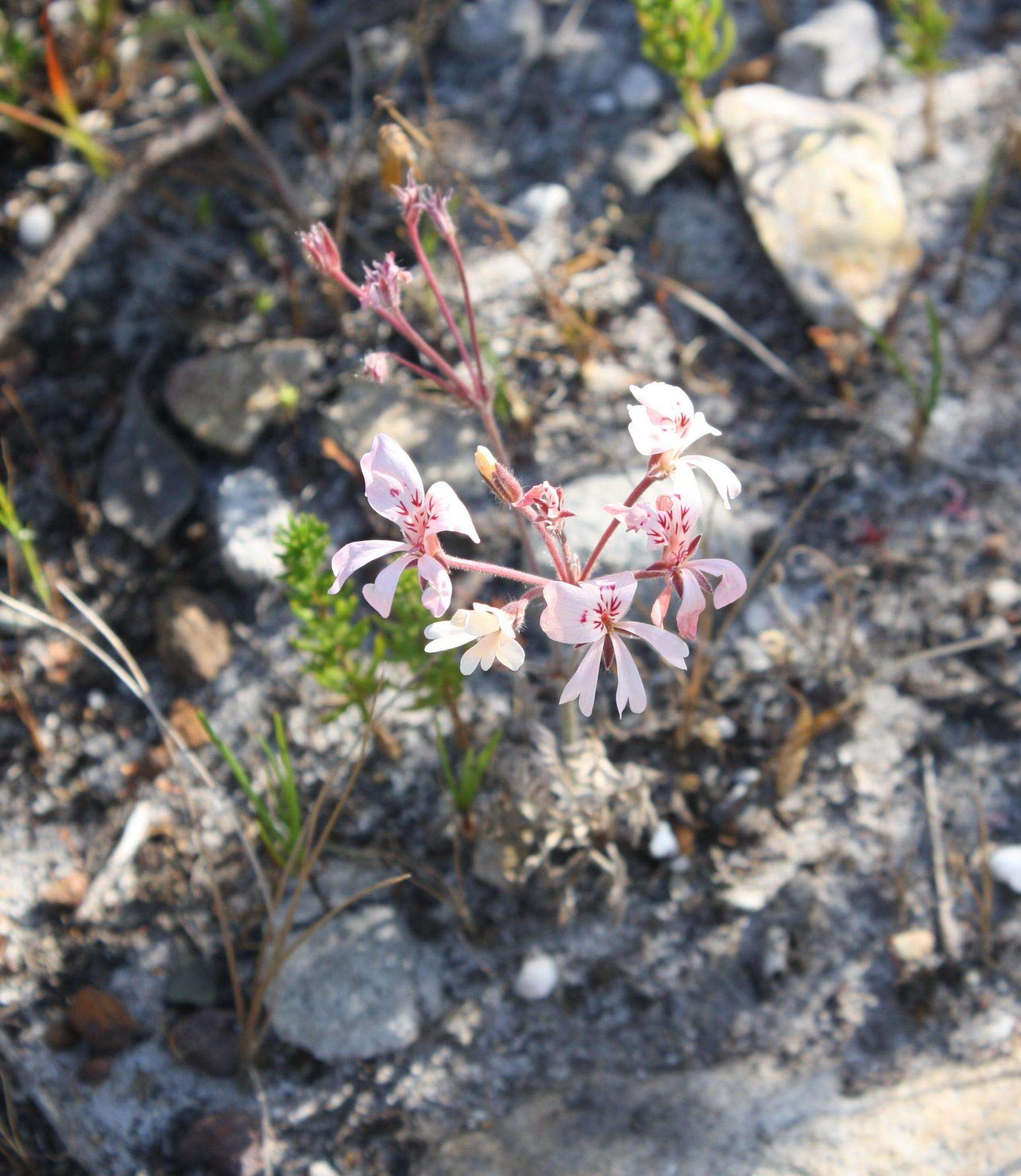 Image of Pelargonium pinnatum (L.) L'Her.