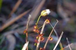 Image of Drosera macrantha Endl.