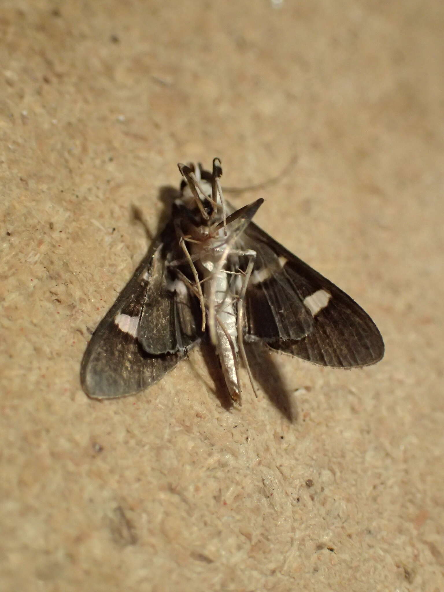 Image of Desmia ufeus Cramer