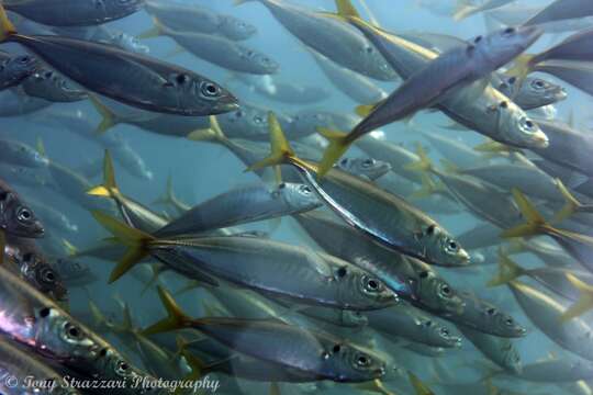 Image of Yellowtail horse mackerel