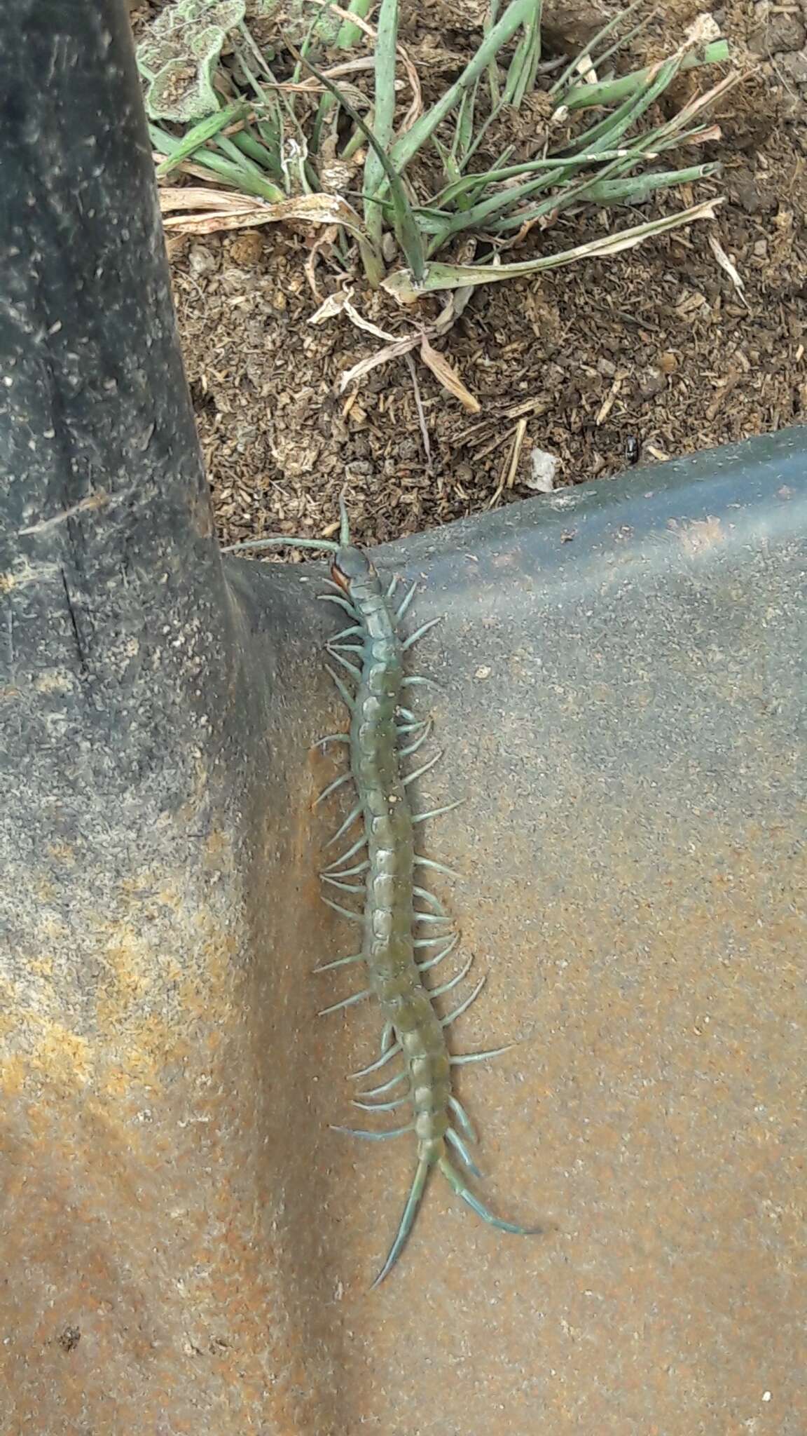 Image of Scolopendra aztecorum Verhoeff 1934