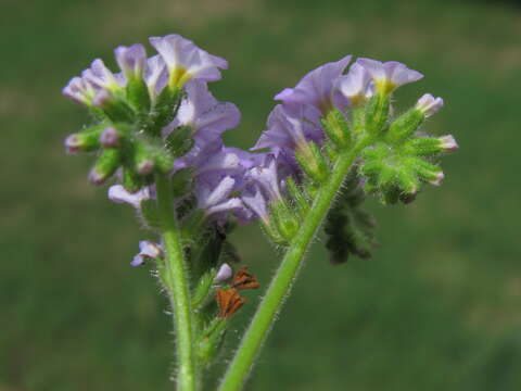 Image of clasping heliotrope