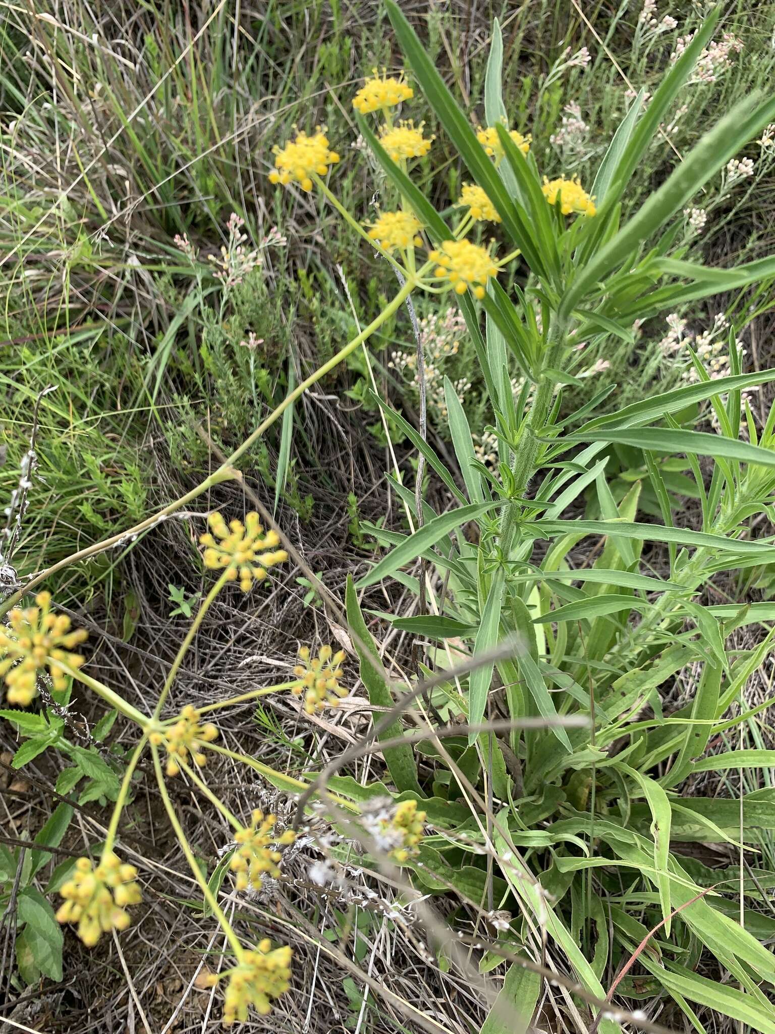 Слика од Afrosciadium magalismontanum (Sond.) Winter