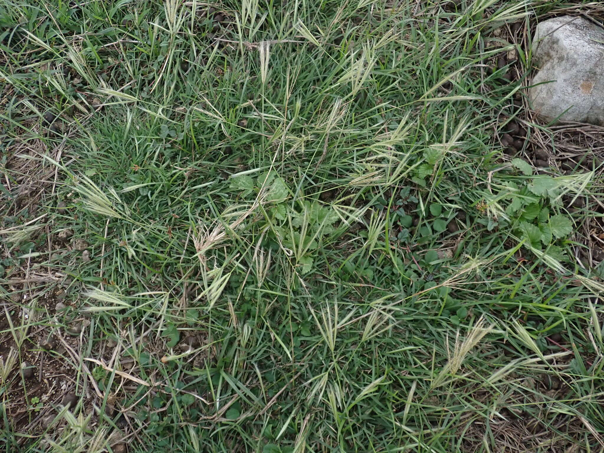 Image of spreading windmill grass