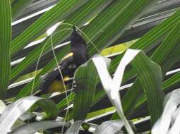 Image of Puerto Rican Oriole