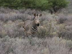 Image of Hartmann's Mountain Zebra