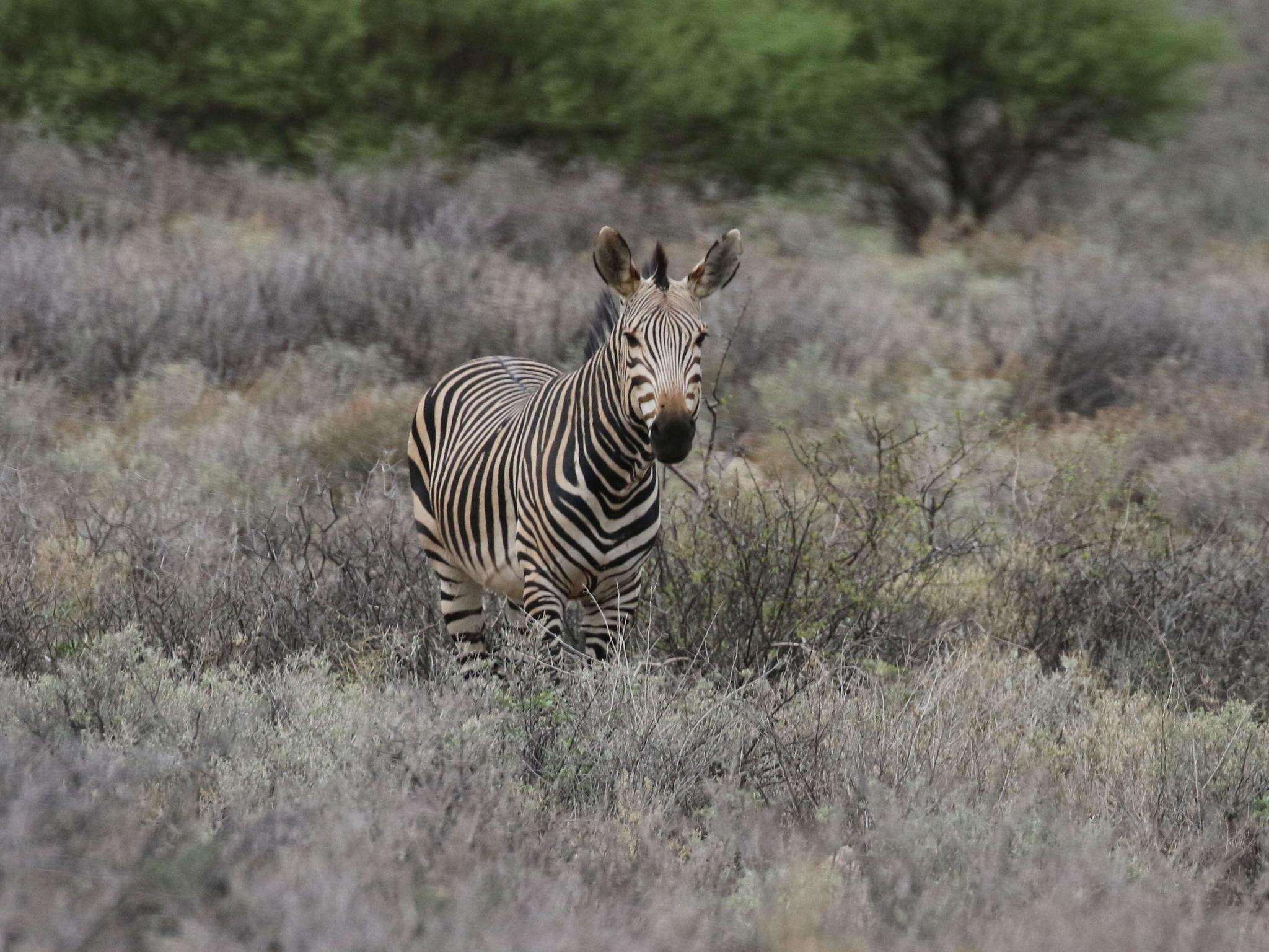 Image of Hartmann's Mountain Zebra