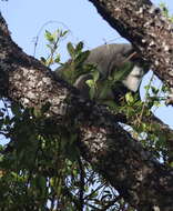 Cercopithecus neglectus Schlegel 1876 resmi