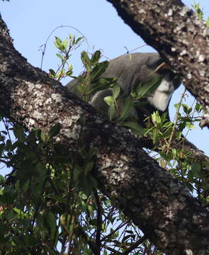 Image of De Brazza's Guenon