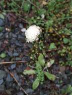 Image of Craspedia uniflora Forst. fil.