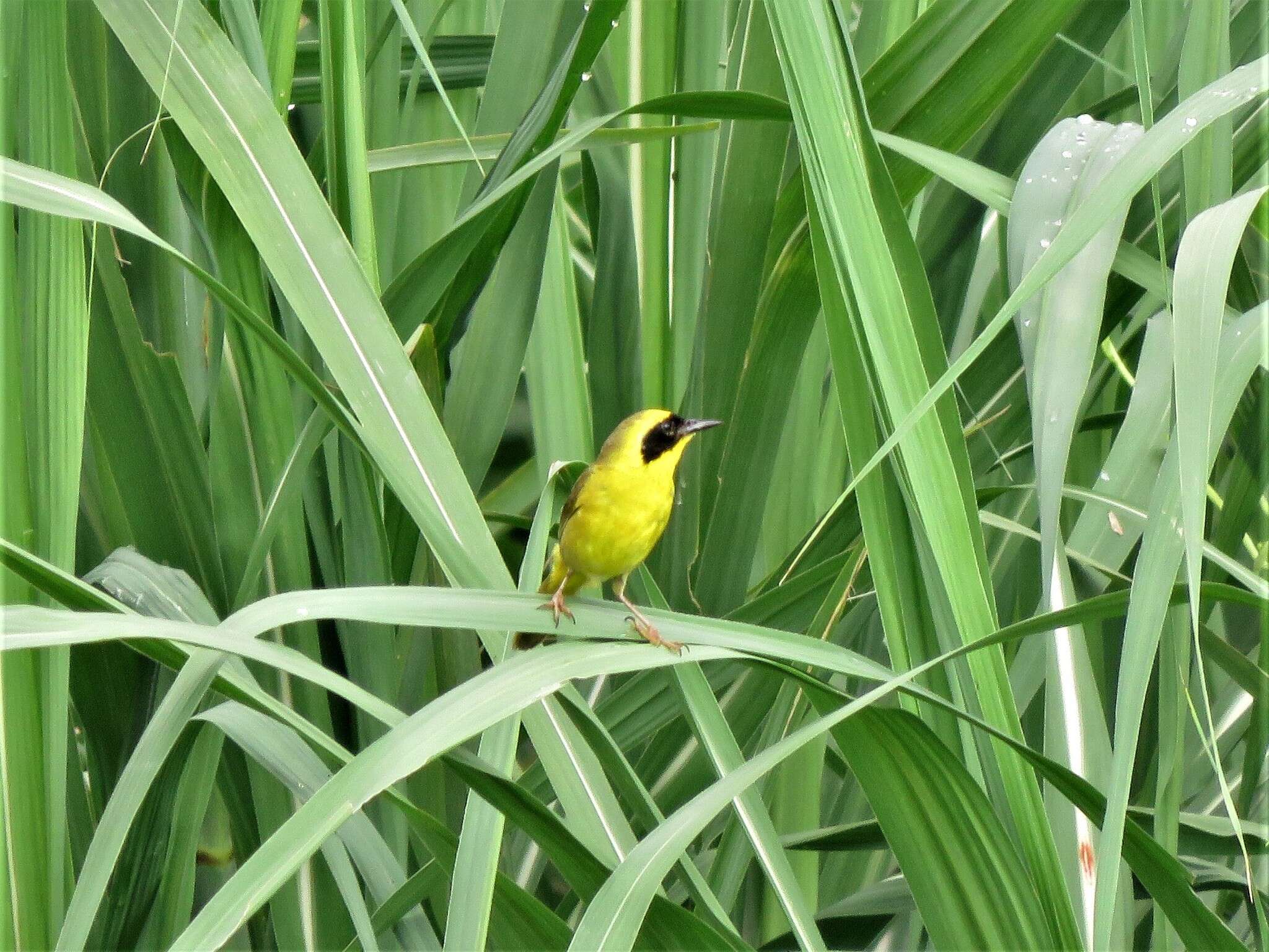 Image de Paruline à couronne jaune