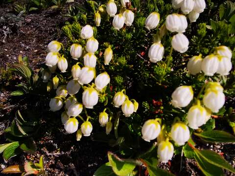 Image of Aleutian Mountain-Heath