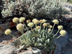 Image of Ruby Mountain buckwheat