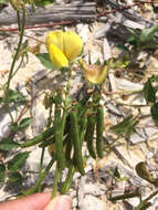 Image of hairypod cowpea