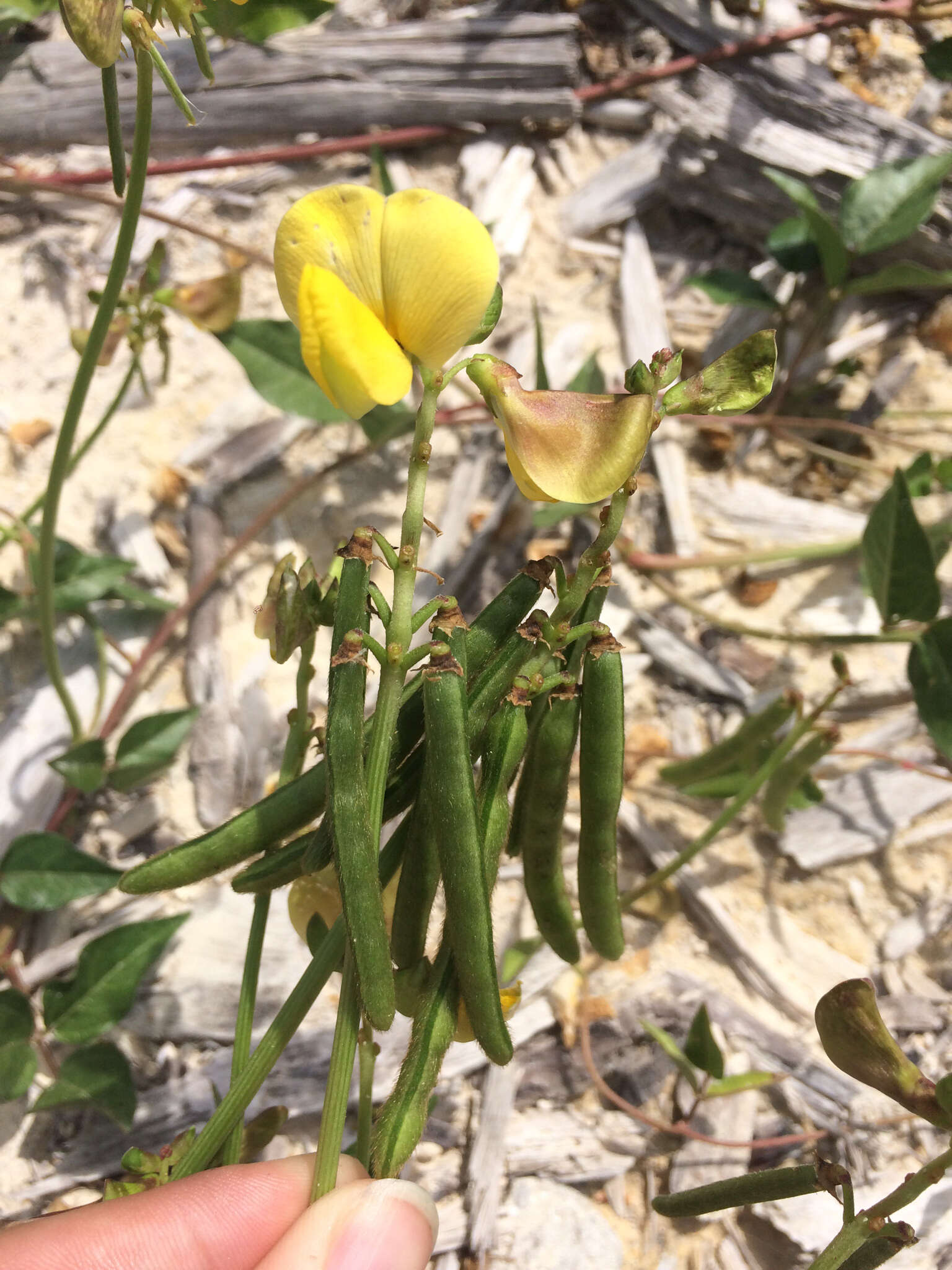 Image of hairypod cowpea