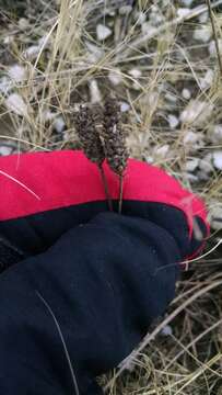 Image of Plantago floccosa Decne.