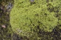 Image of tortured tortella moss