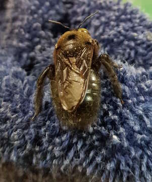 Xylocopa guatemalensis Cockerell 1912 resmi