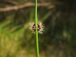 Image of Chorizandra sphaerocephala R. Br.