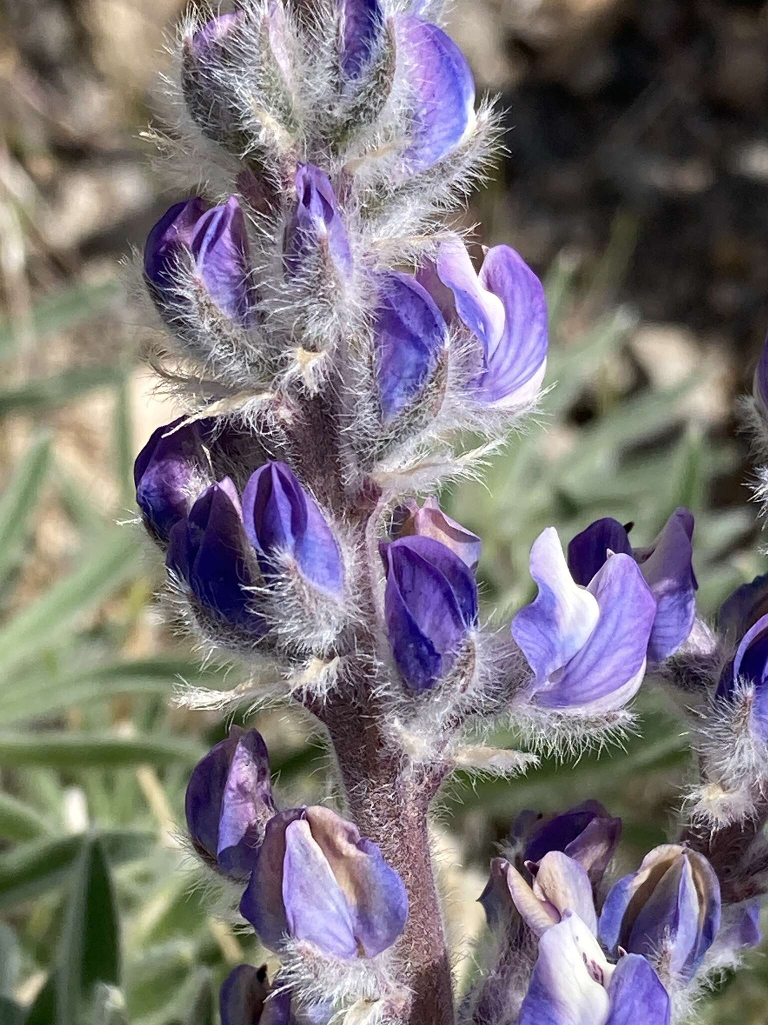 Sivun Lupinus nevadensis A. Heller kuva