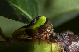 Image of Smilia fasciata Amyot & Serville