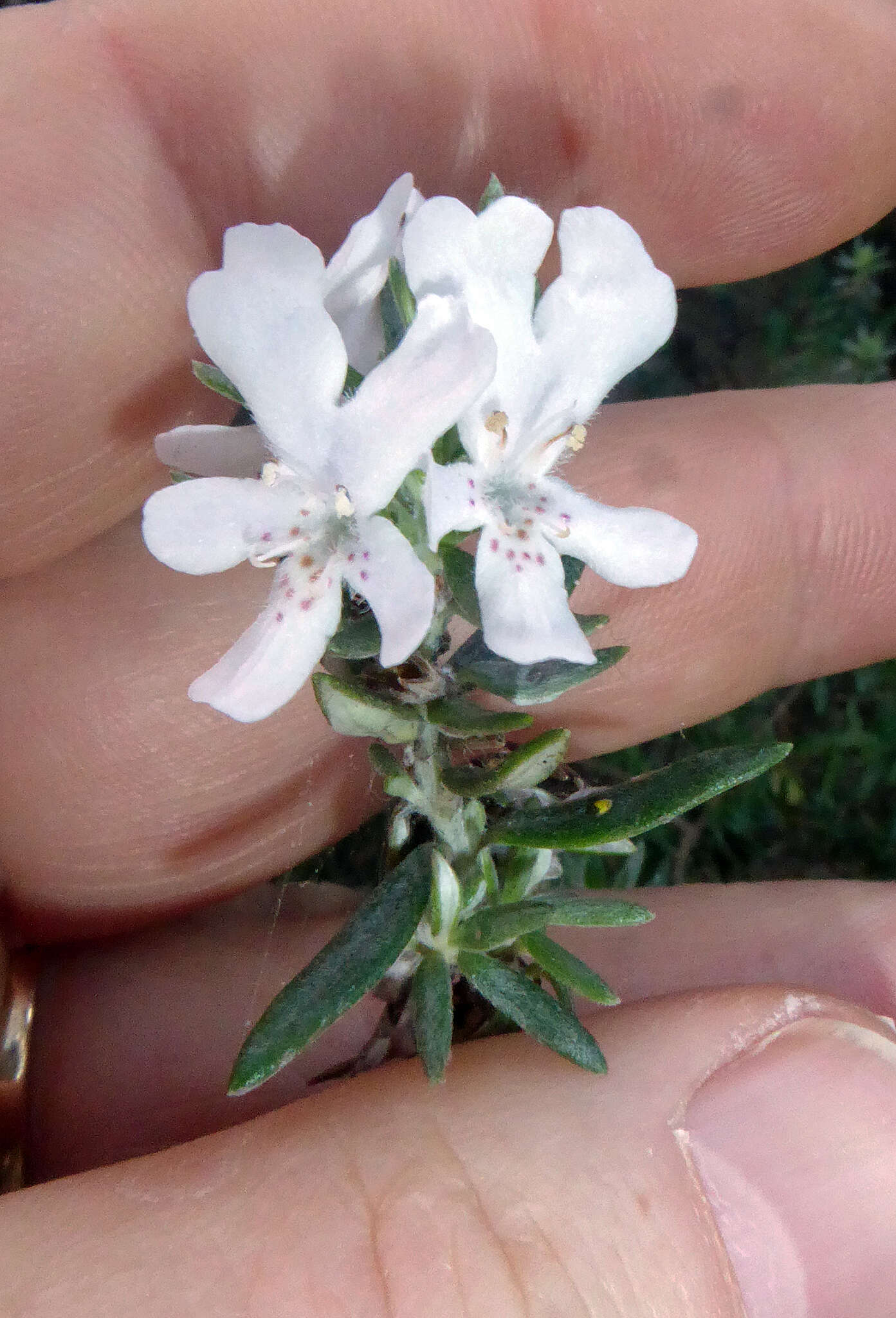 Image of Westringia fruticosa (Willd.) Druce