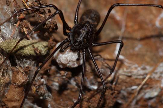 Image de Scytodes caffra Purcell 1904