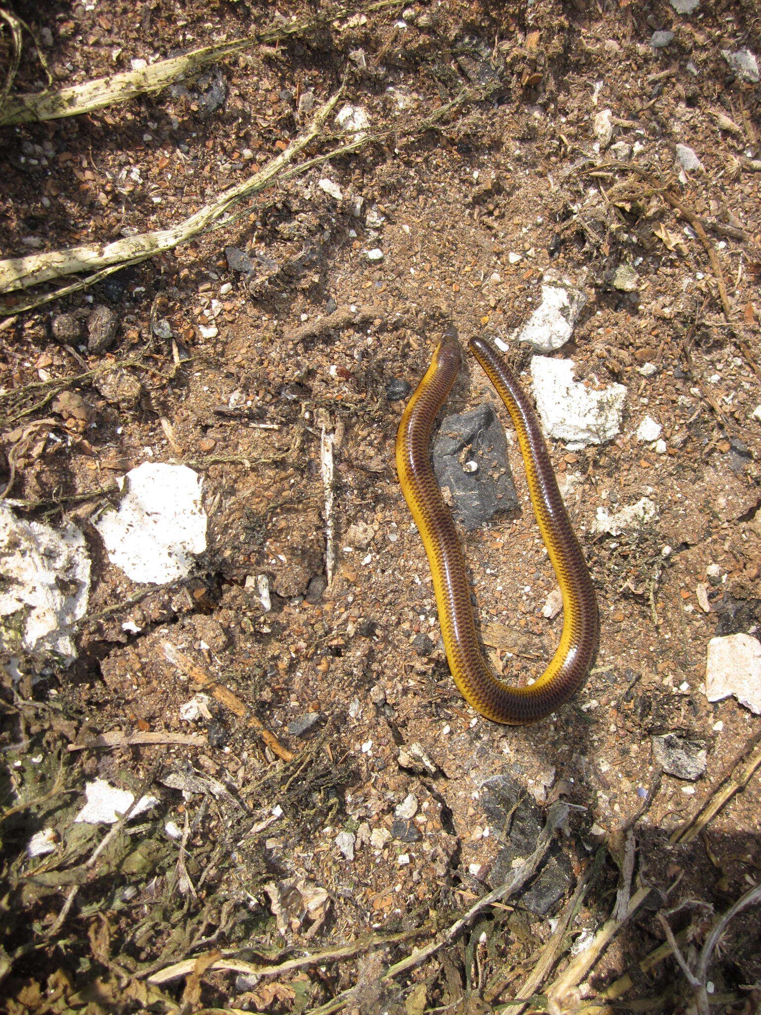 Image of Linnaeus' Lance Skink