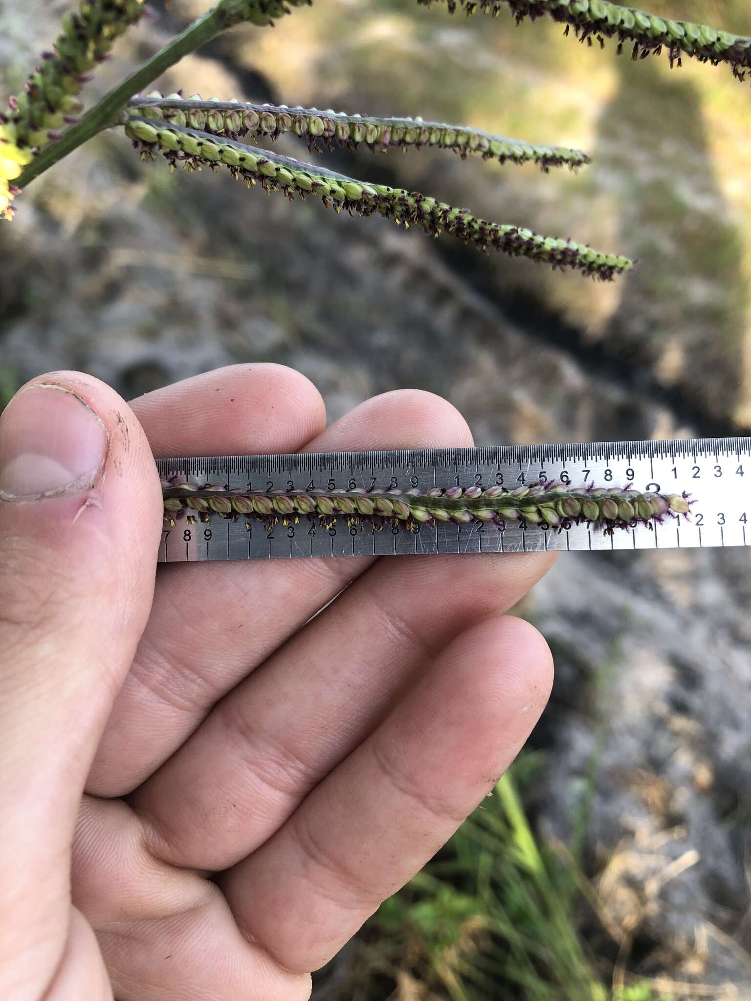 Image of Slender Ditch Crown Grass