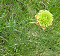 صورة Pulsatilla alpina subsp. apiifolia (Scop.) Nyman