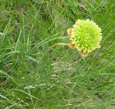 صورة Pulsatilla alpina subsp. apiifolia (Scop.) Nyman