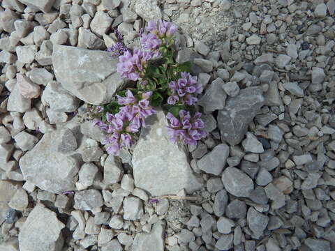 Imagem de Noccaea rotundifolia (L.) Moench