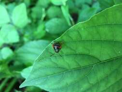 Image de <i>Poecilocoris lewisi</i>