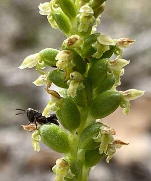 Image of Microtis alboviridis R. J. Bates