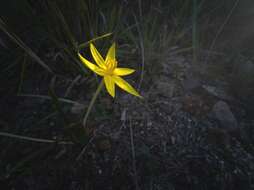 Image of Autumn Golden Star