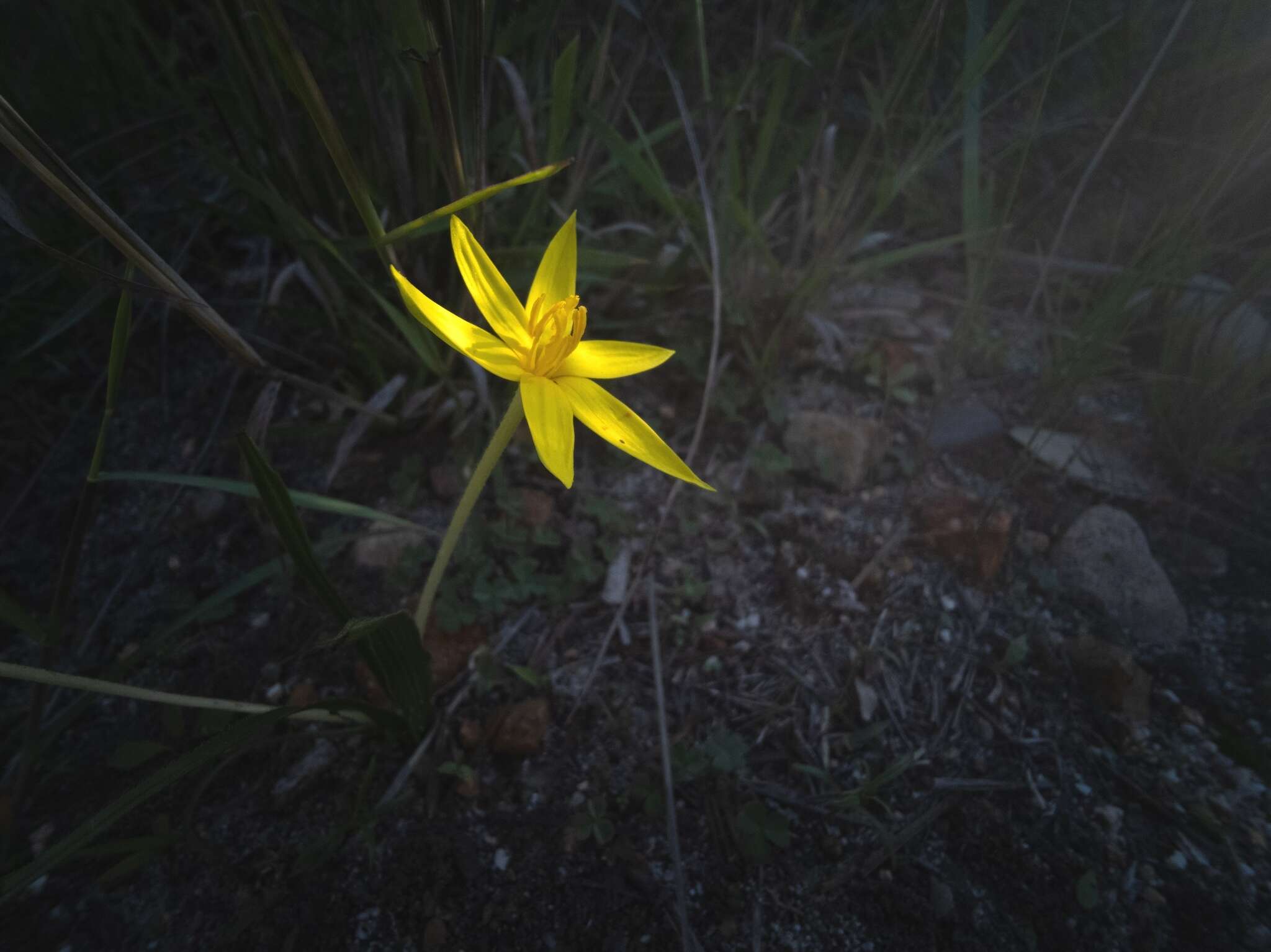 Image of Autumn star