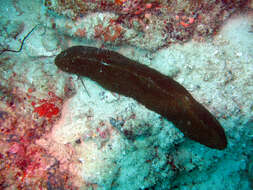 Image of Slipper coral