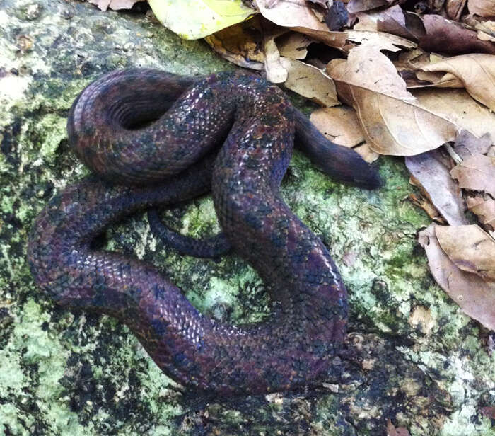 Image of Haitian Dwarf Boa