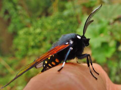 Image of Dasysphinx volatilis Schaus