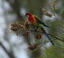 Image of Eastern Rosella