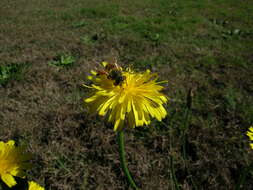 Image of Hairy Cat's-Ear