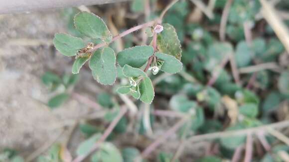 Image of Euphorbia chamaesyce L.