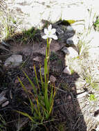 Orthrosanthus occissapungus (Ruiz ex Klatt) Diels的图像