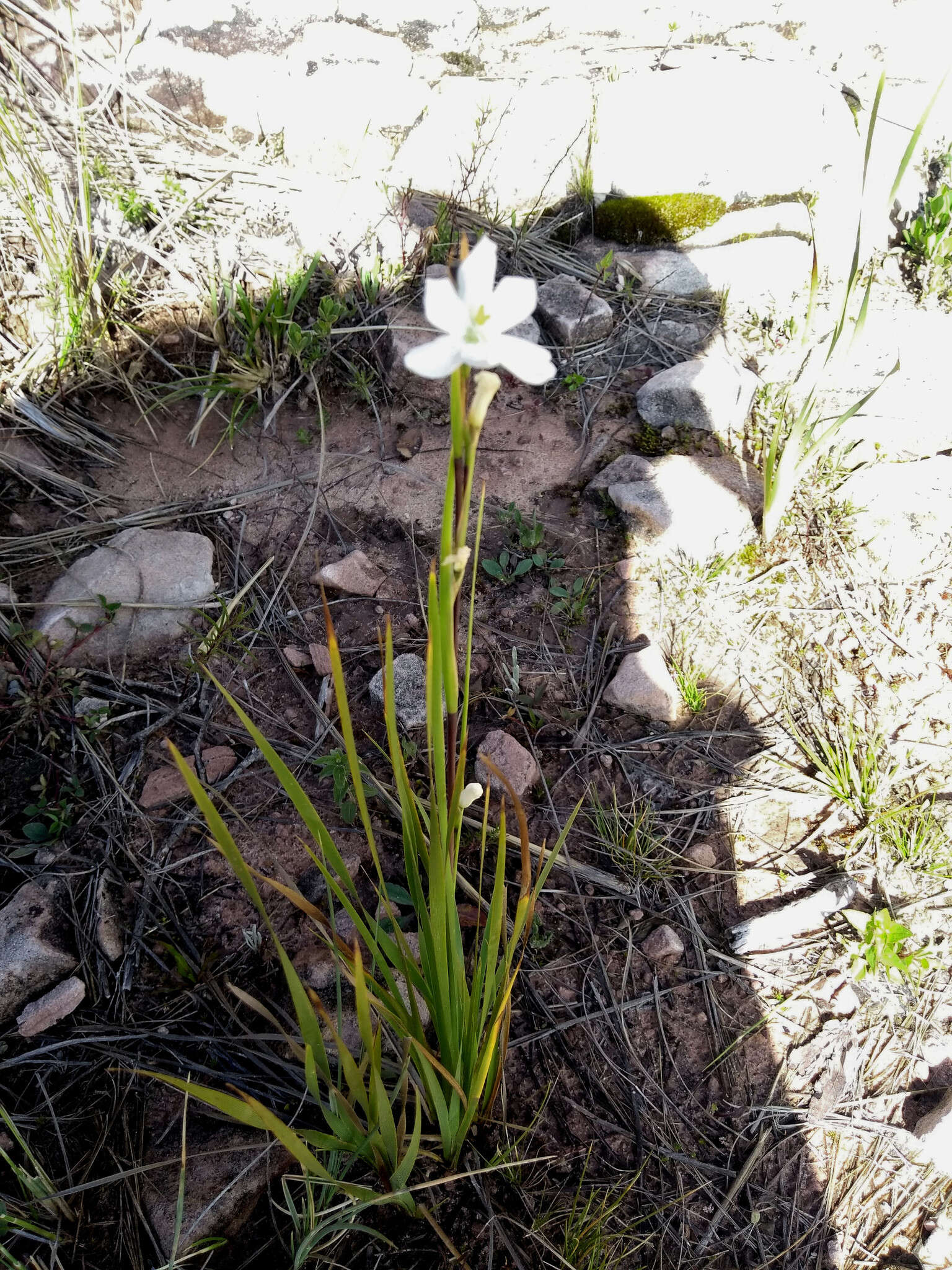 Orthrosanthus occissapungus (Ruiz ex Klatt) Diels的图像