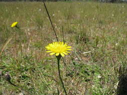 Image of Hairy Cat's-Ear